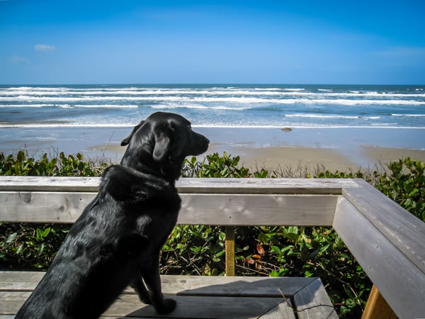 Beach View